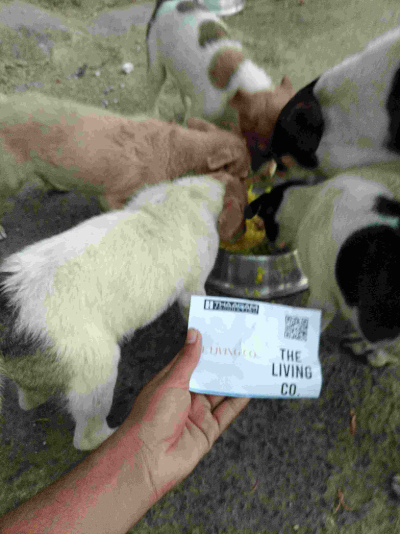 Stray Dog image 79