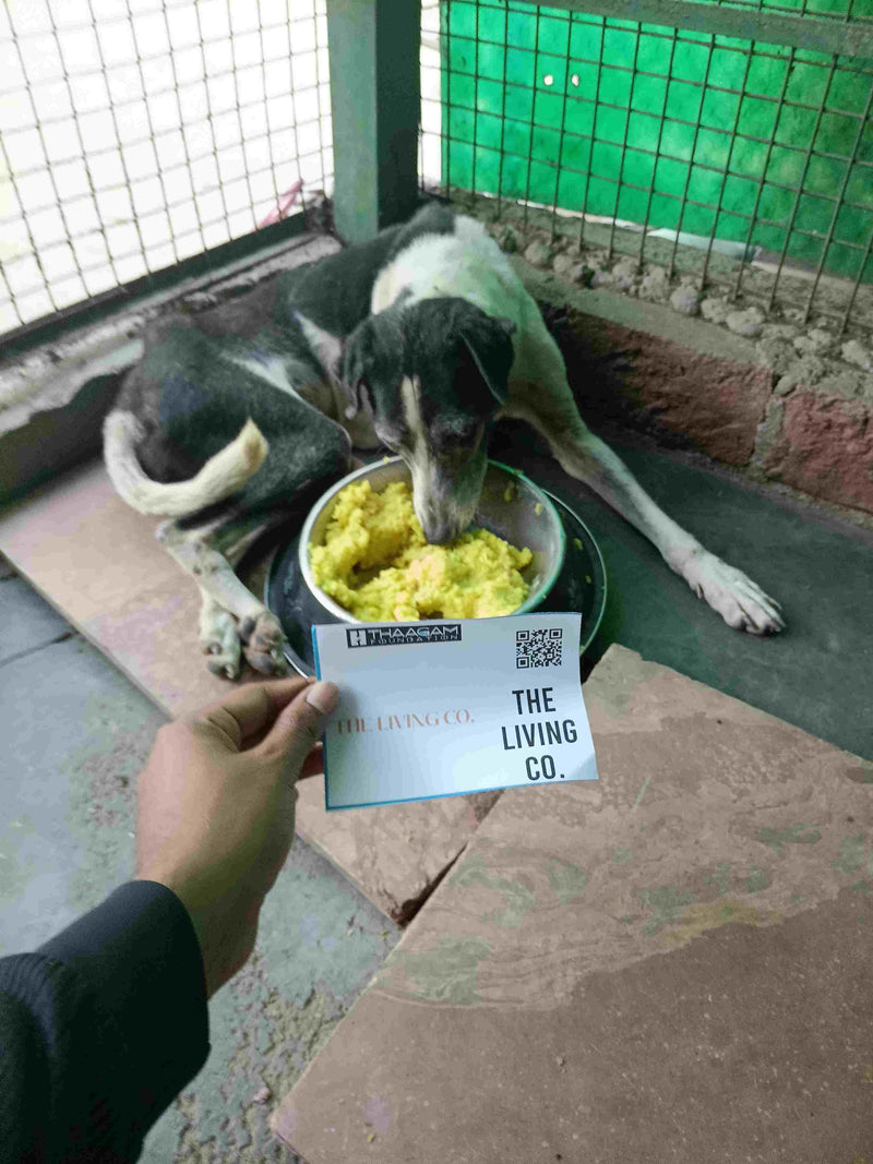 Stray Dog image 1
