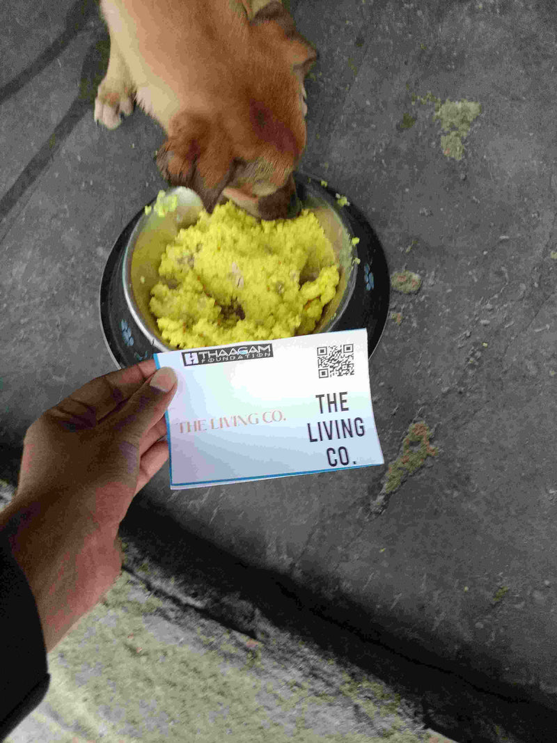 Stray Dog image 2