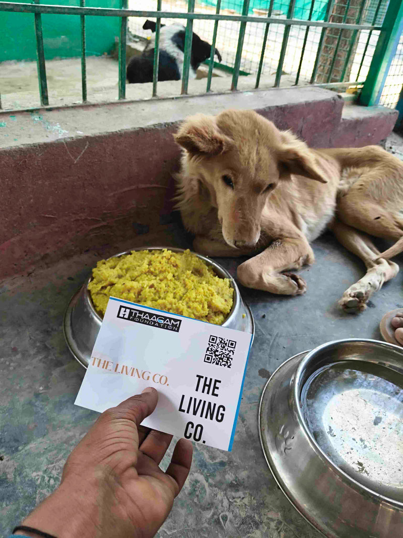 Stray Dog image 3
