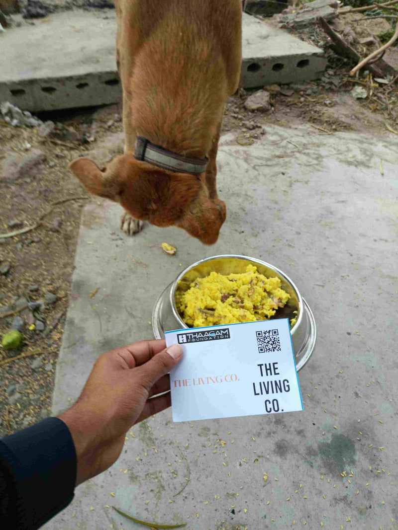 Stray Dog image 5