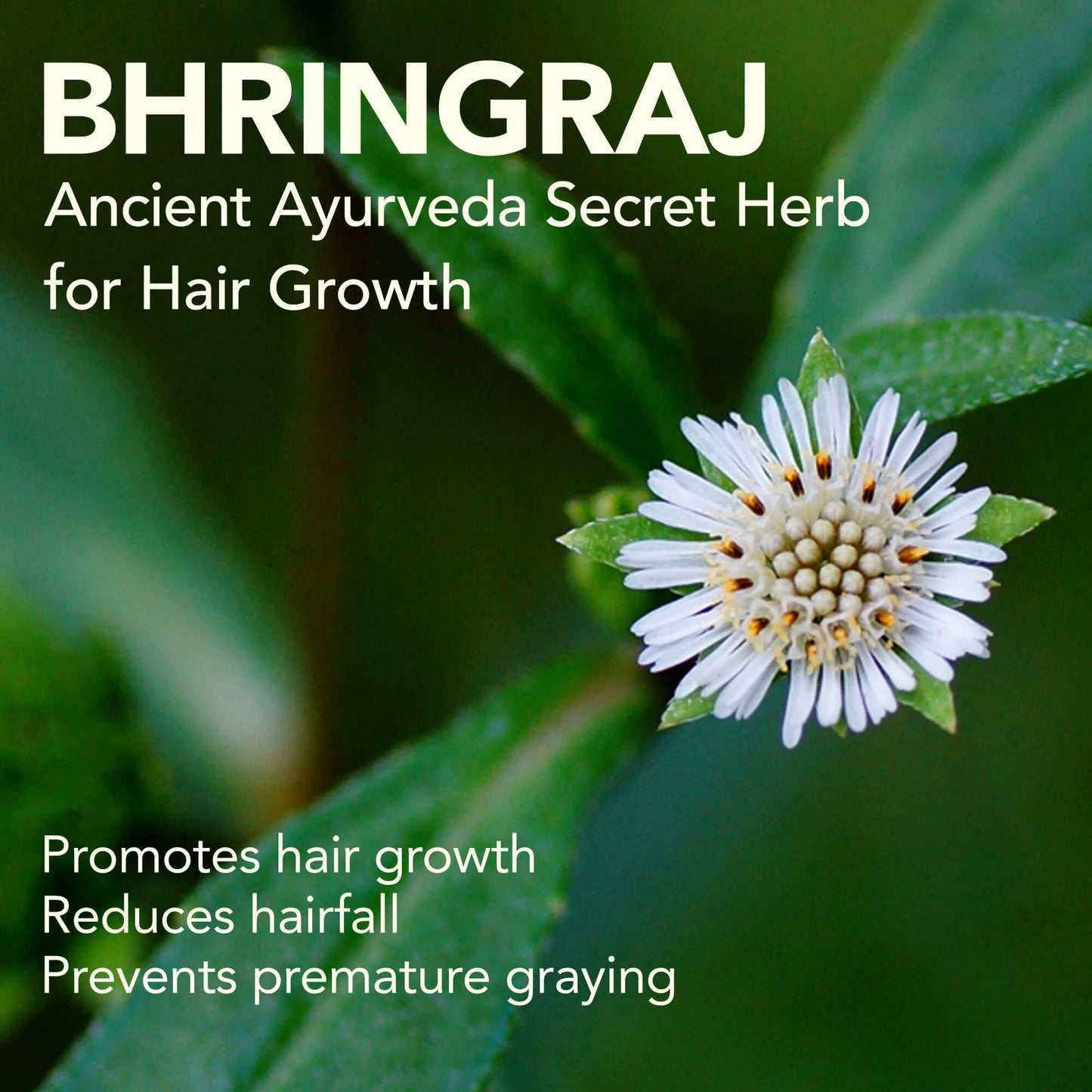 BHRINGRAJ Hair Growth Serum