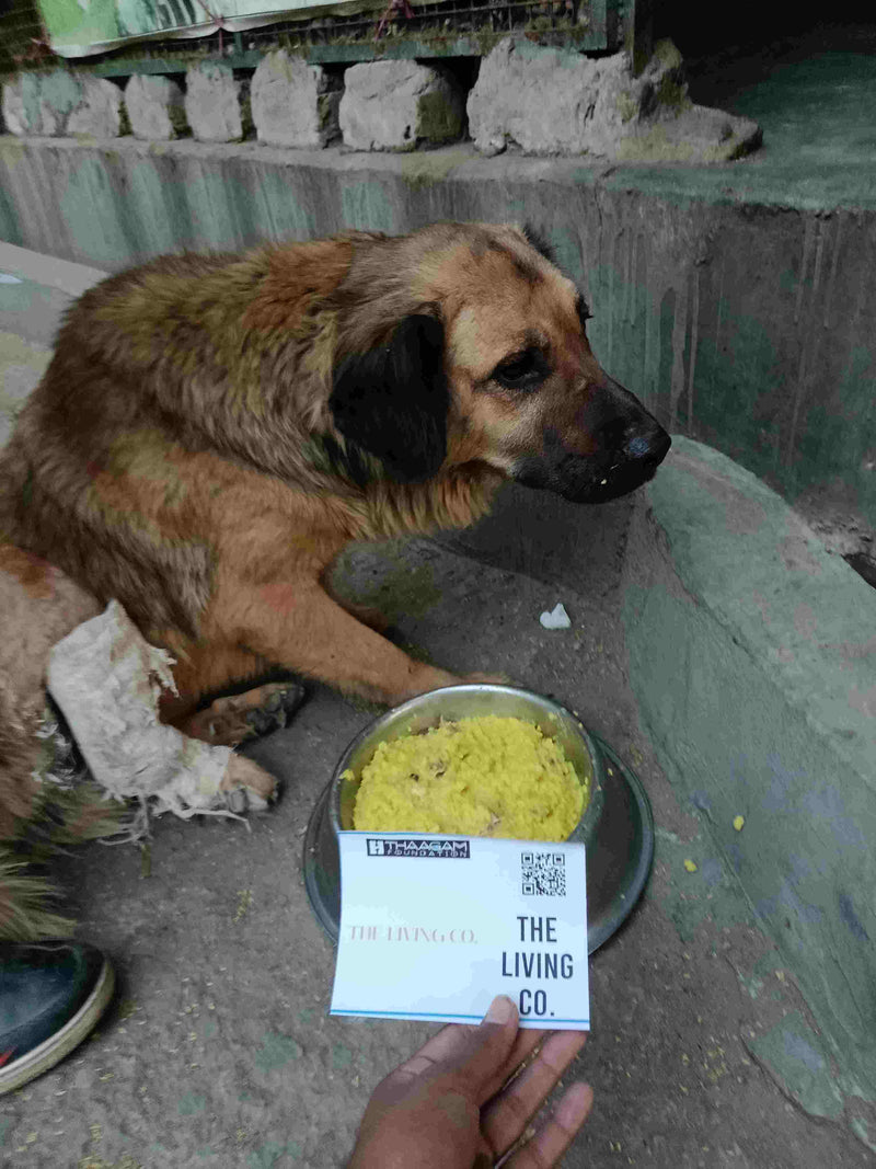 Stray Dog image 66