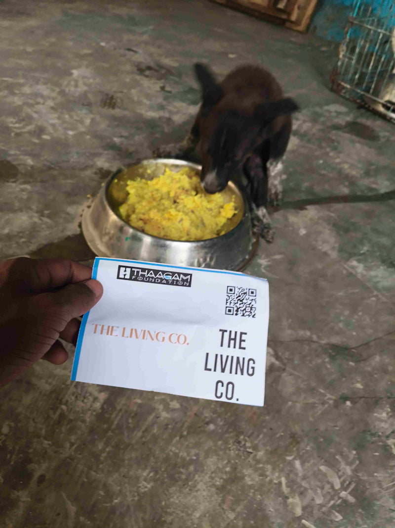 Stray Dog image 6
