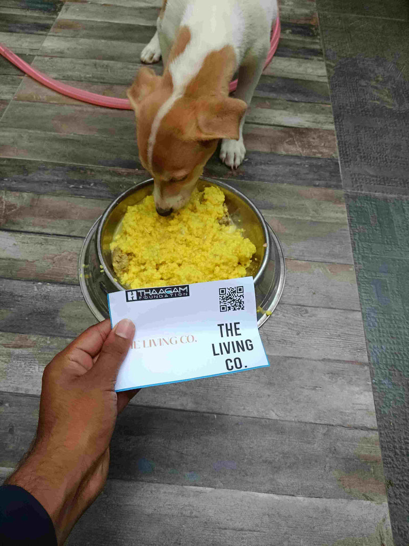 Stray Dog image 7