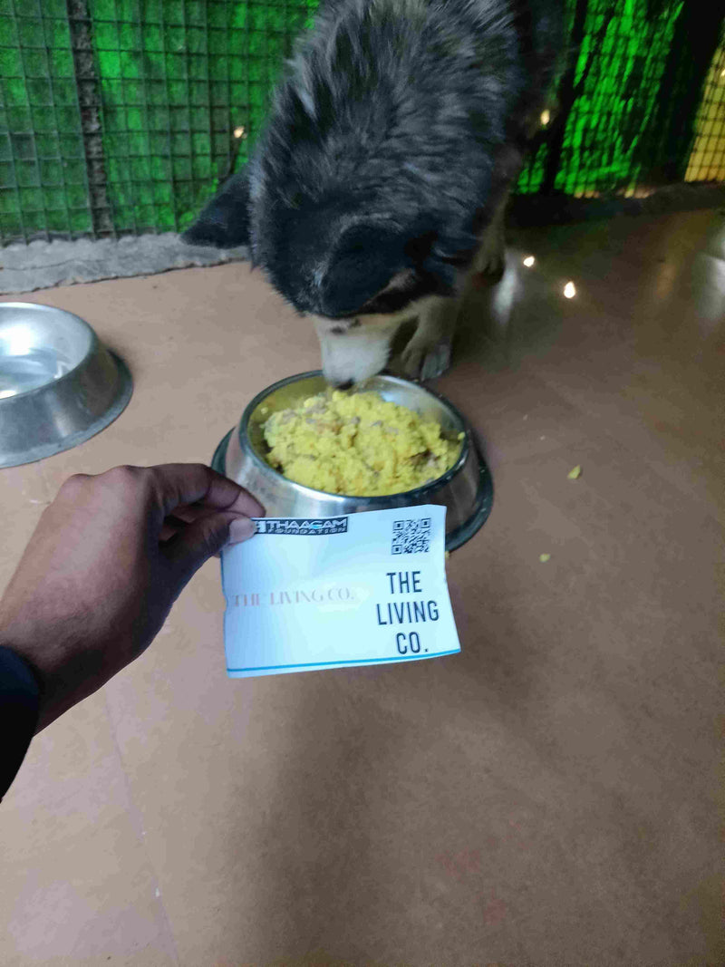 Stray Dog image 17
