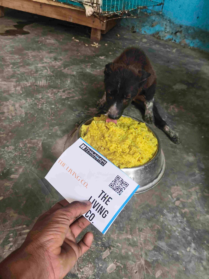 Stray Dog image 19