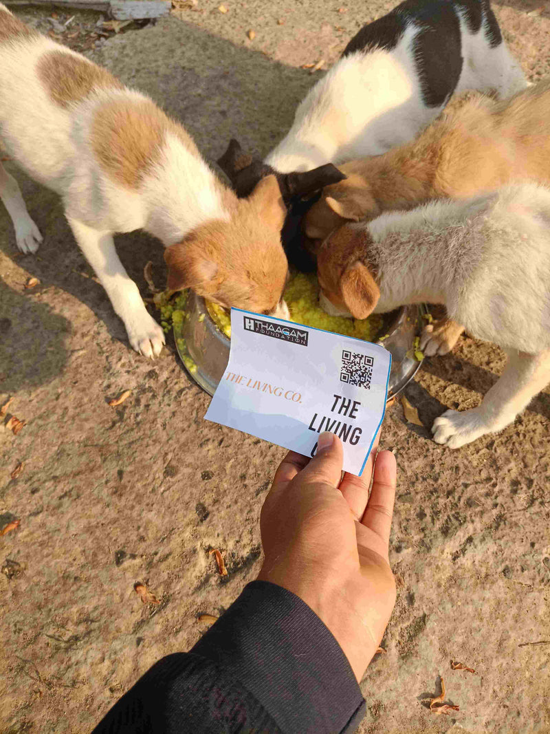 Stray Dog image 27