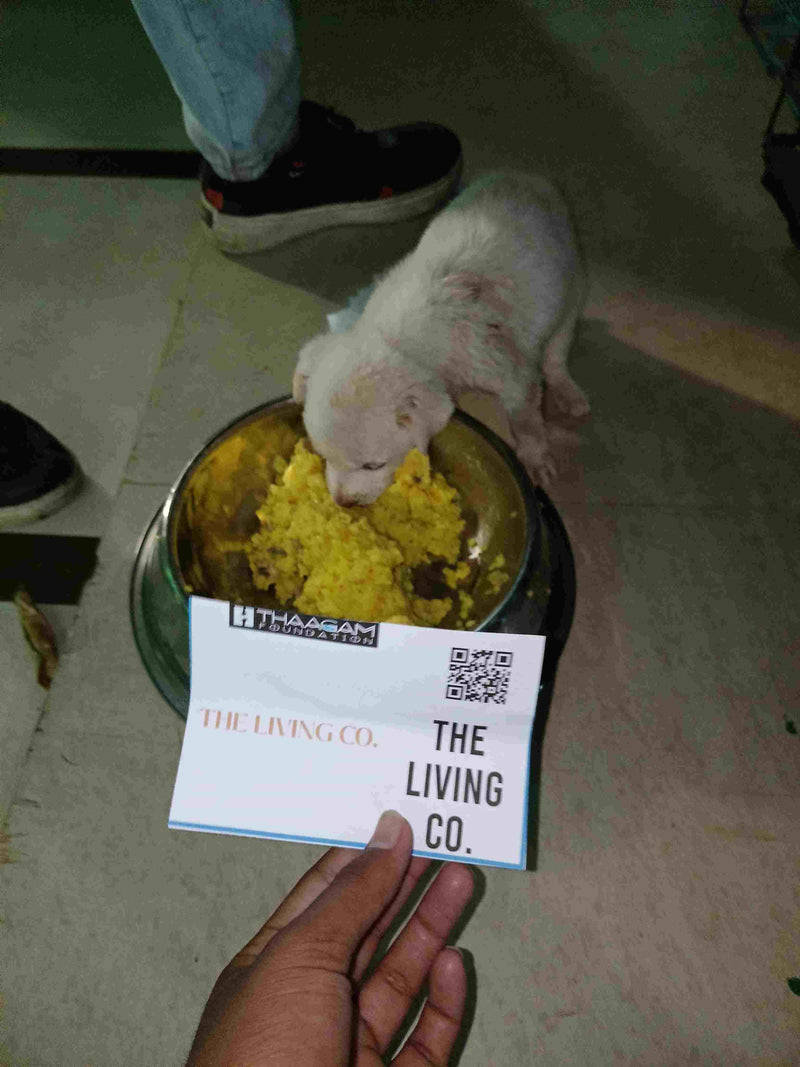Stray Dog image 28