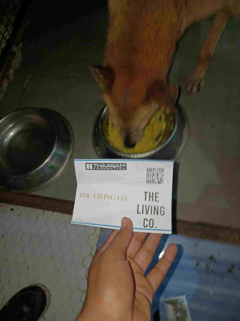 Stray Dog image 70