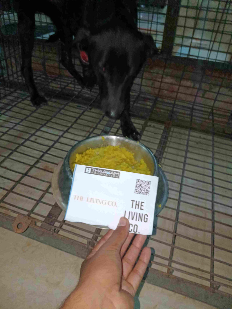 Stray Dog image 48