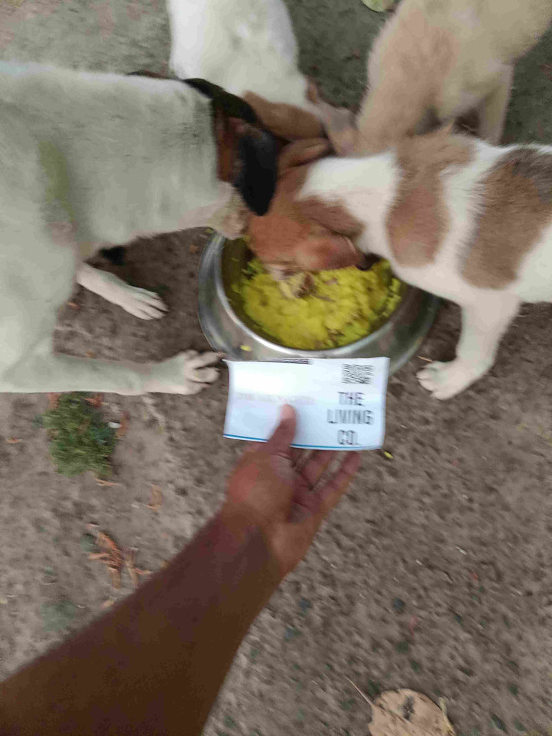 Stray Dog image 73