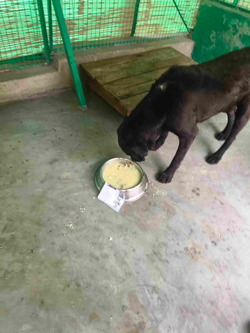 Stray Dog image 166