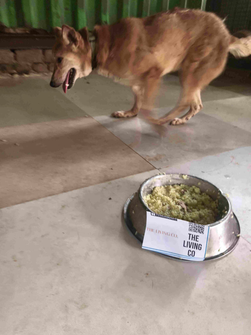 Stray Dog image 221