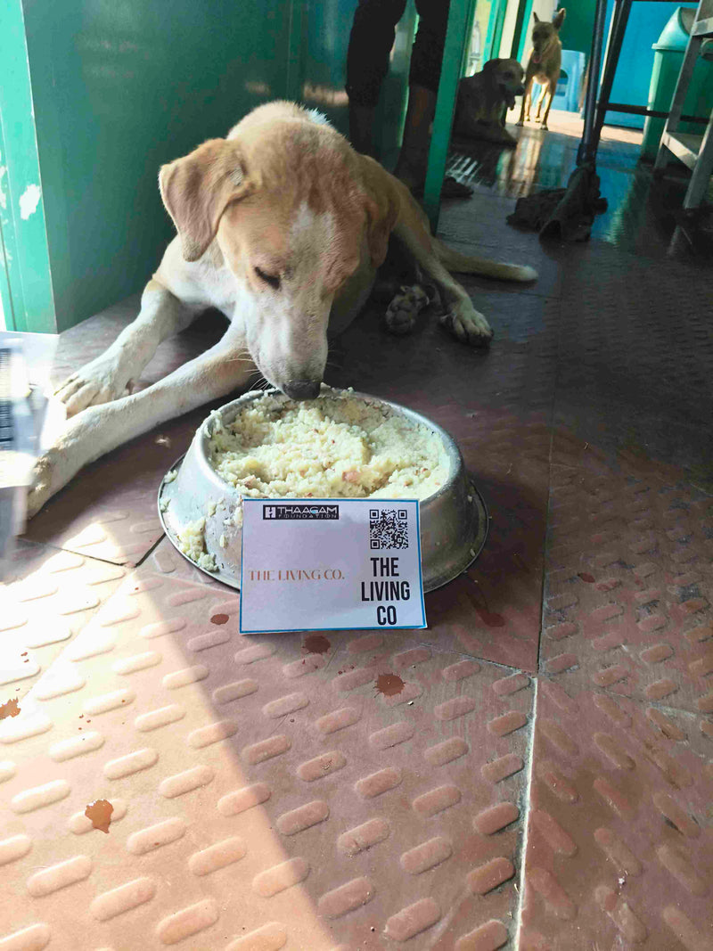 Stray Dog image 136