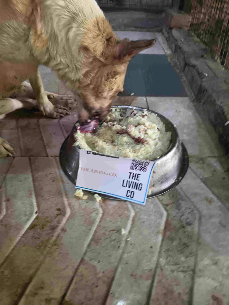 Stray Dog image 140