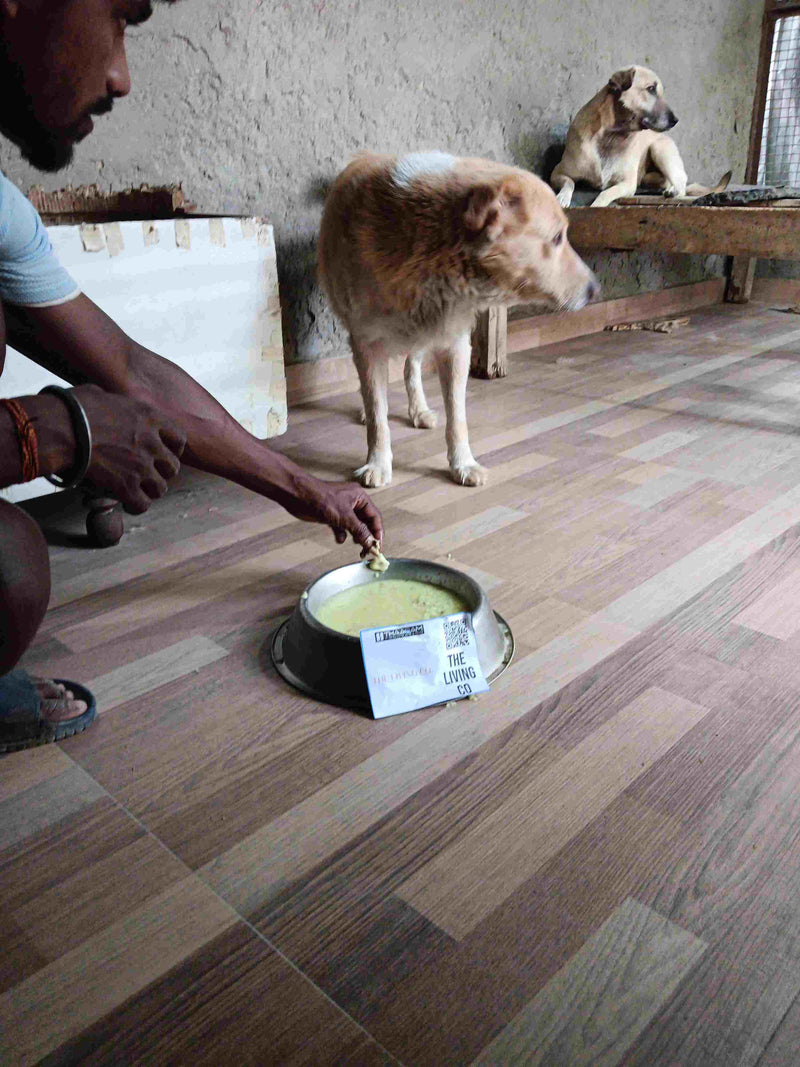 Stray Dog image 267
