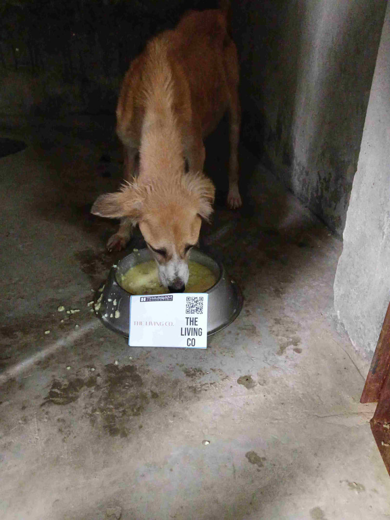 Stray Dog image 239