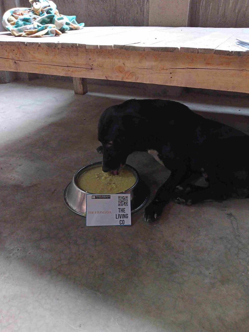 Stray Dog image 240