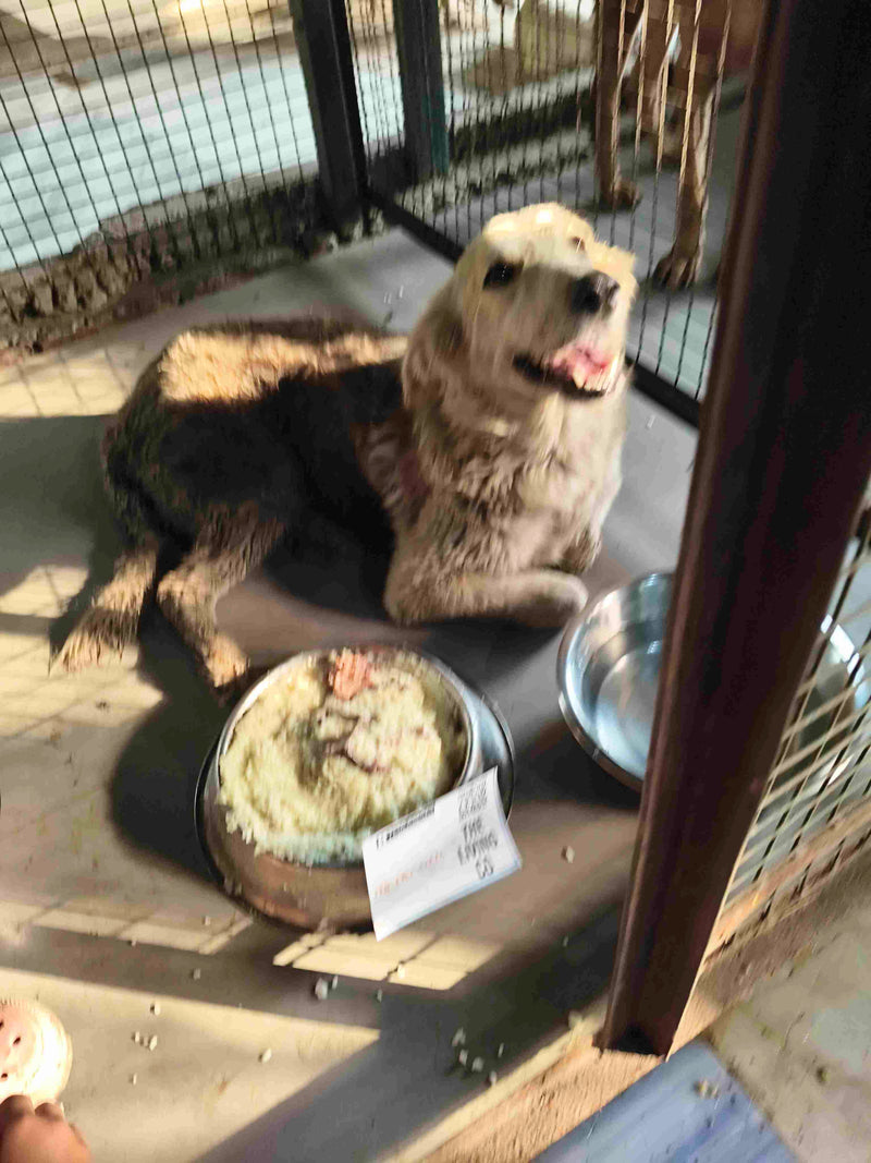Stray Dog image 106