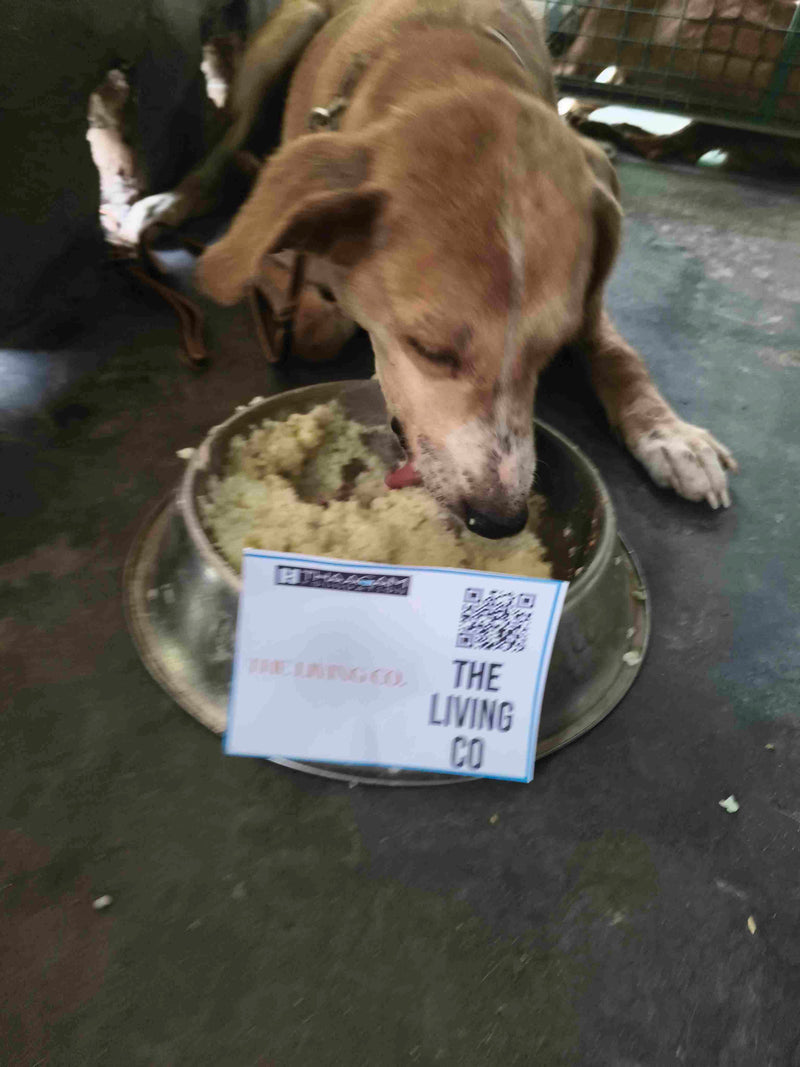 Stray Dog image 108