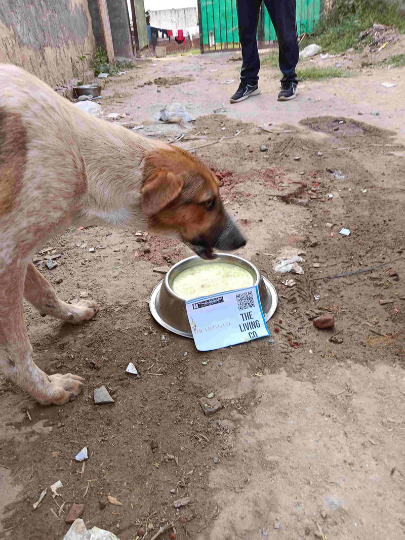 Stray Dog image 292