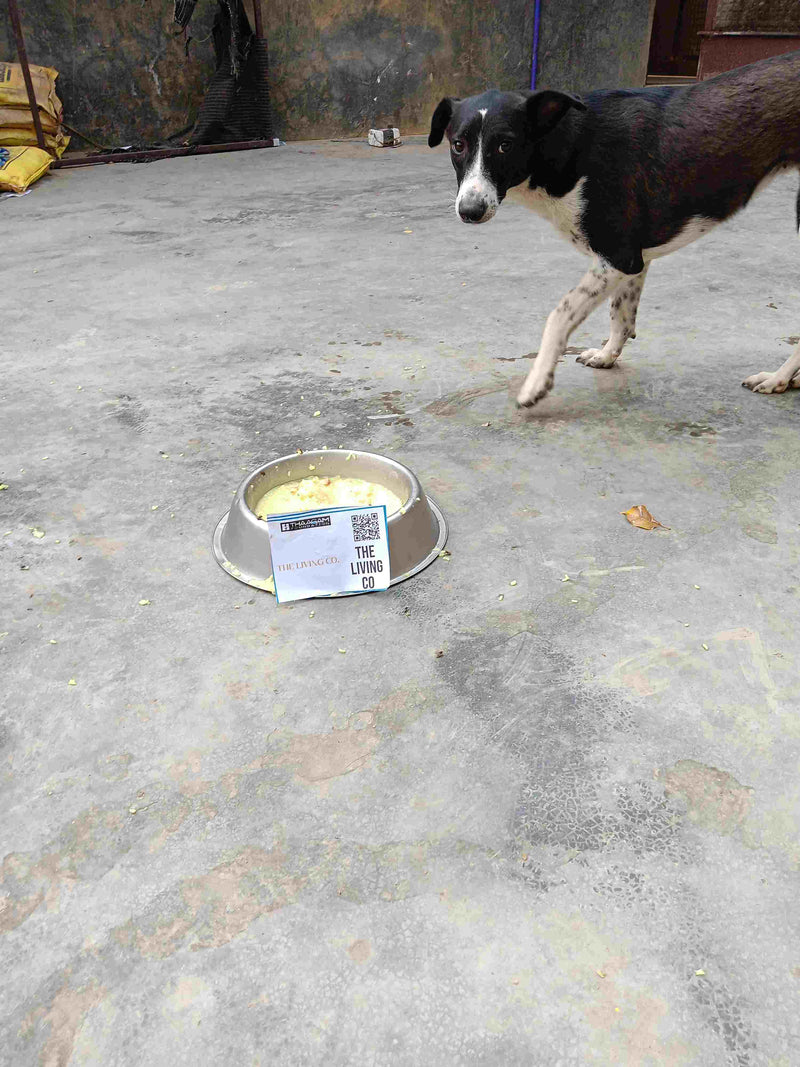 Stray Dog image 254