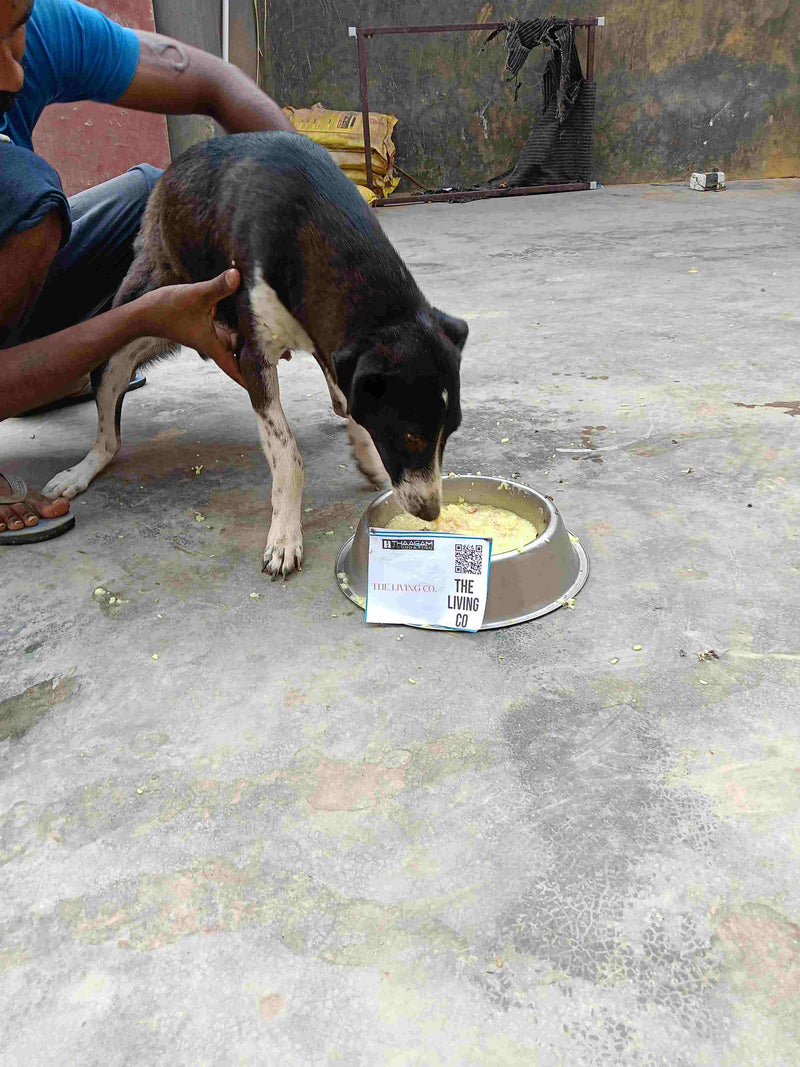 Stray Dog image 294