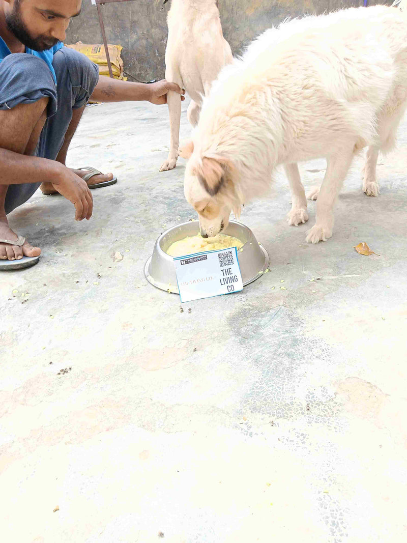 Stray Dog image 296