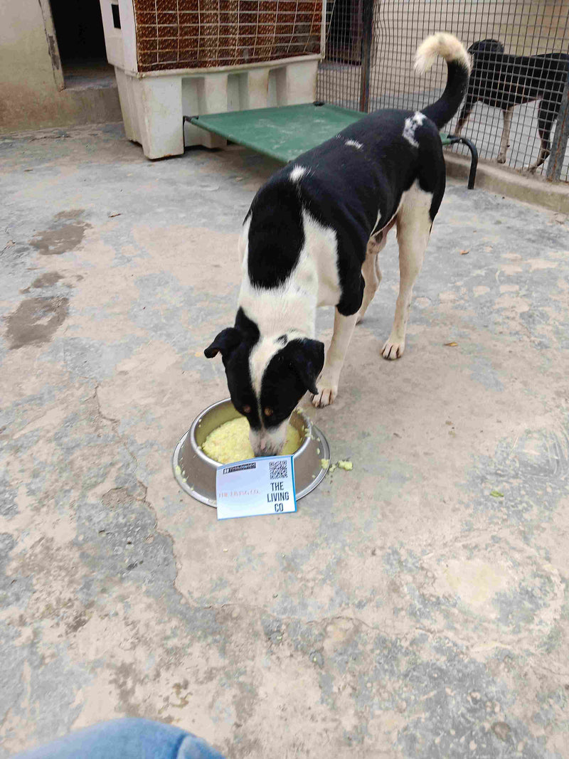 Stray Dog image 297