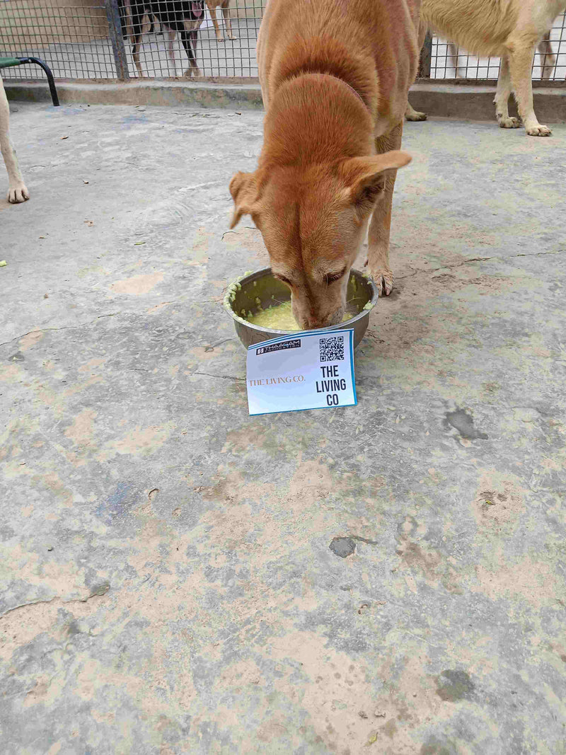 Stray Dog image 299