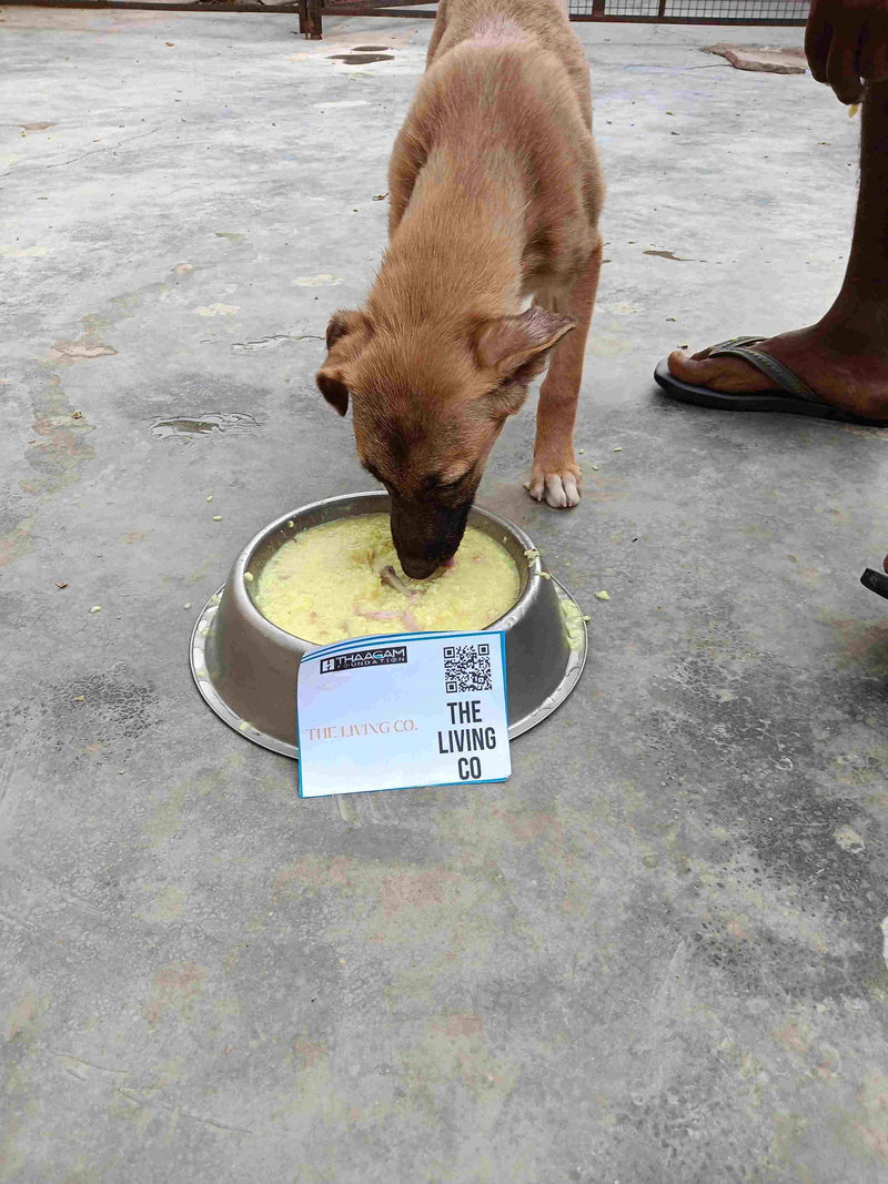 Stray Dog image 255