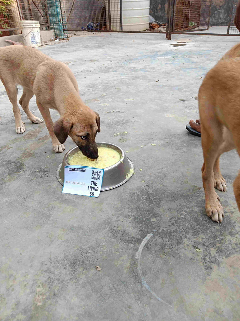 Stray Dog image 285