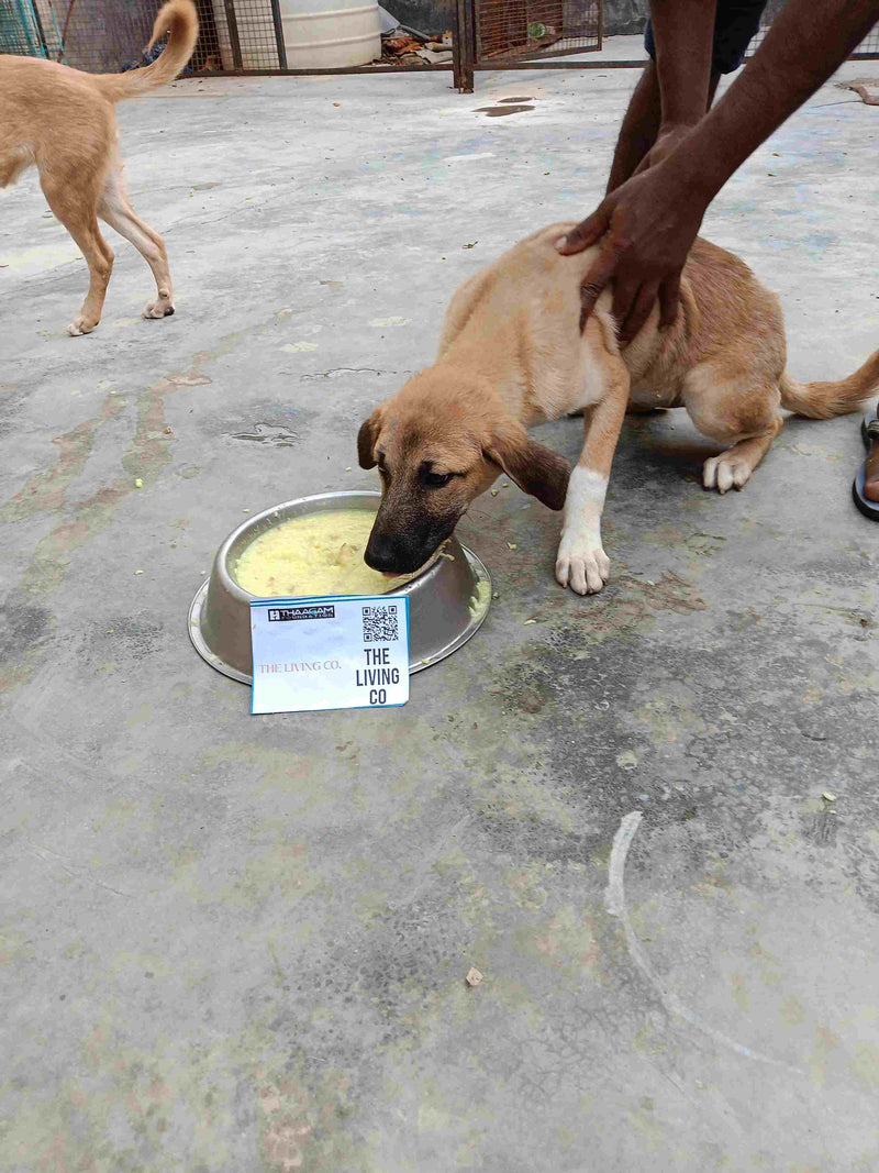 Stray Dog image 286