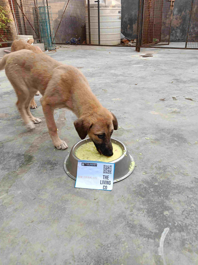 Stray Dog image 256