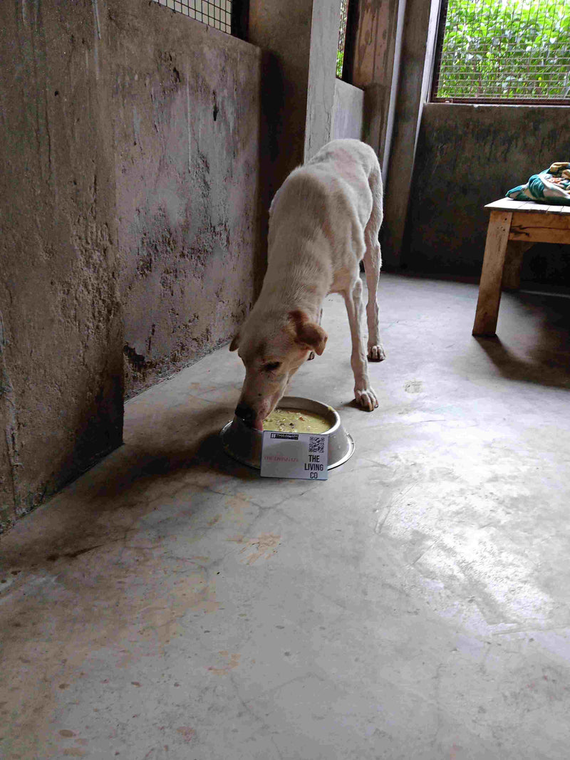 Stray Dog image 287