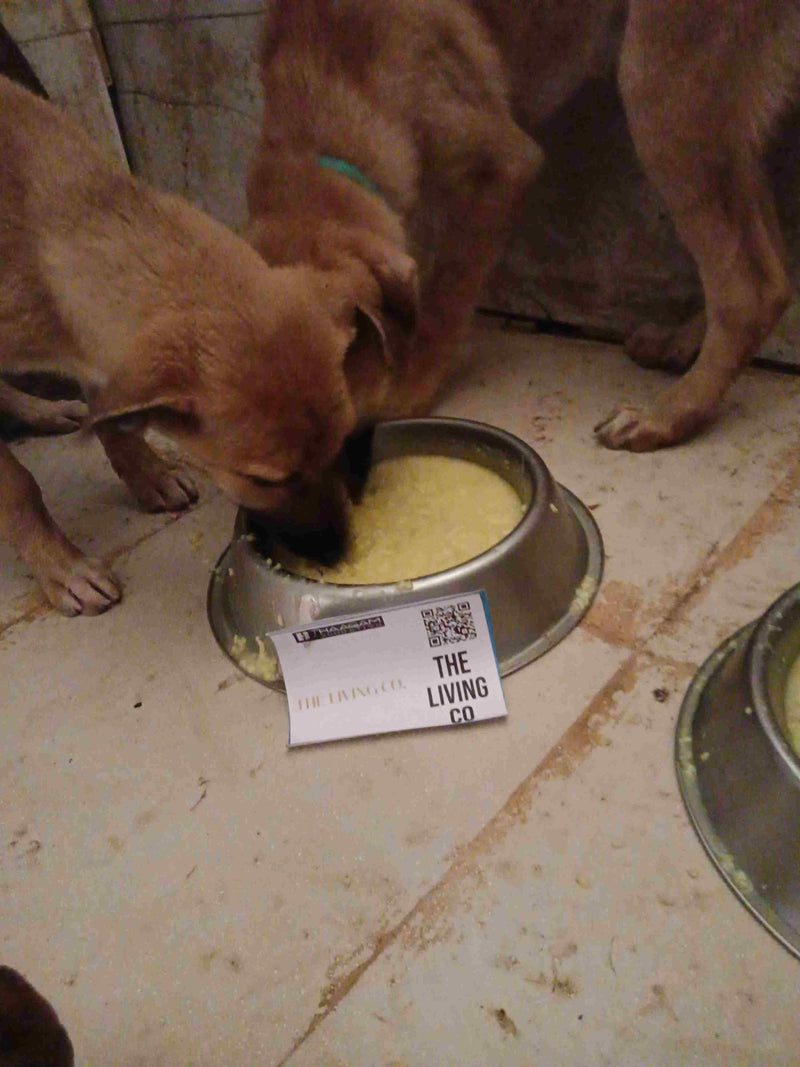 Stray Dog image 289