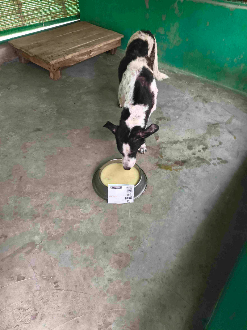 Stray Dog image 172