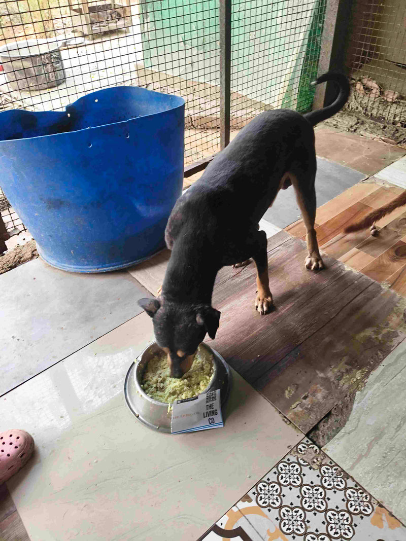 Stray Dog image 257