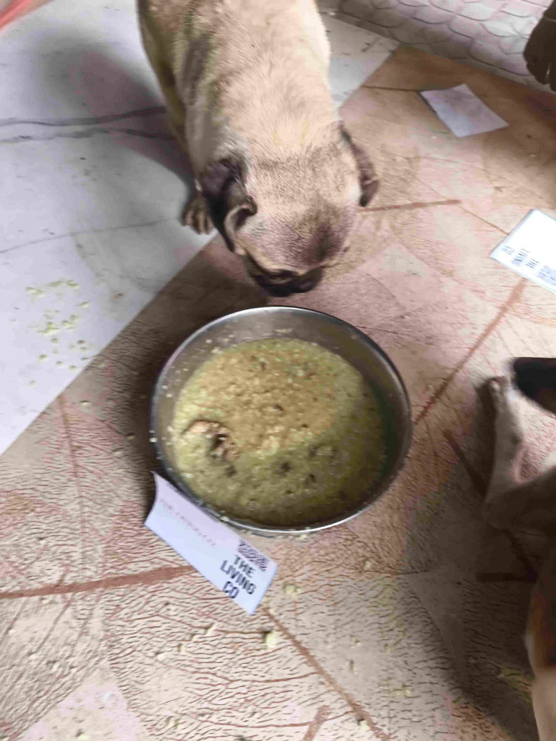 Stray Dog image 259