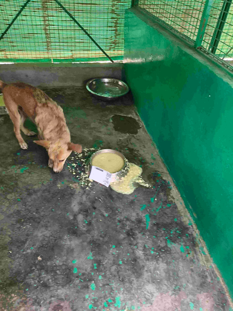 Stray Dog image 188