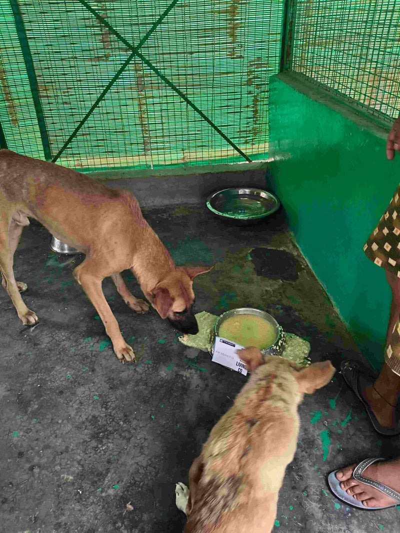 Stray Dog image 189