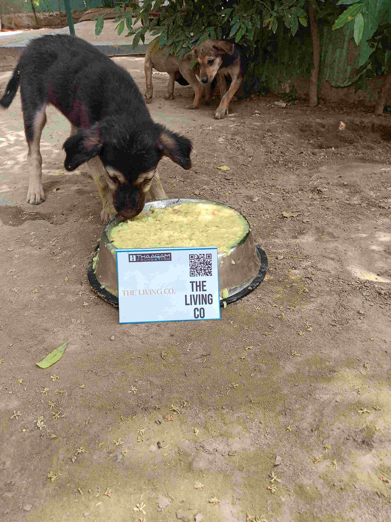 Stray Dog image 110