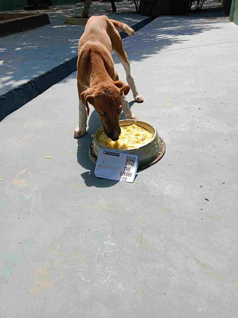 Stray Dog image 90