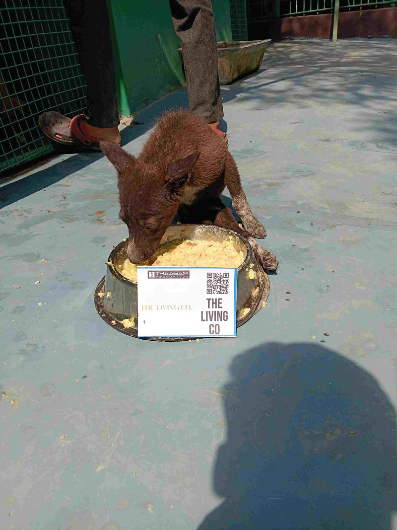 Stray Dog image 113