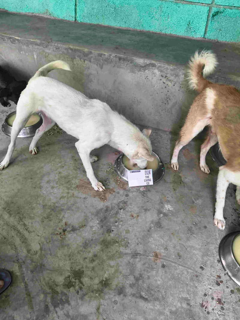 Stray Dog image 191
