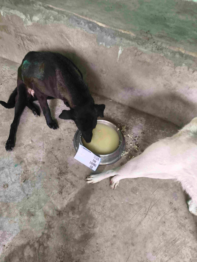 Stray Dog image 192