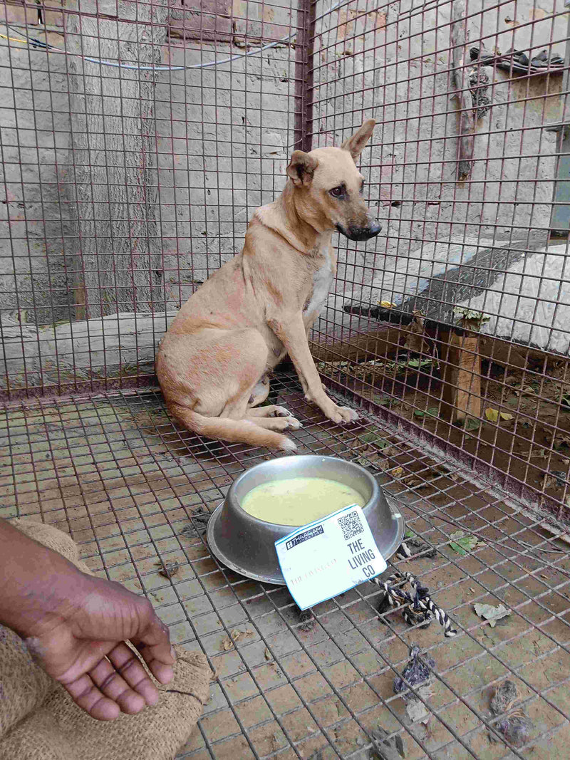 Stray Dog image 230
