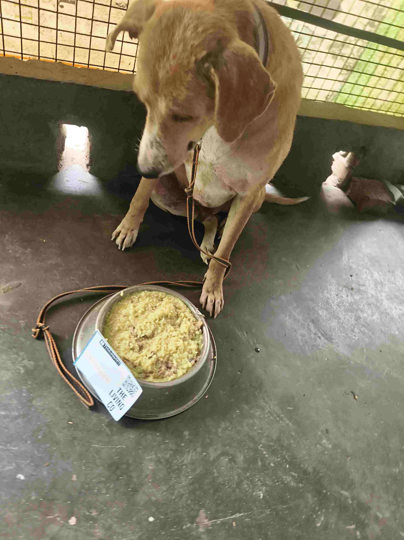 Stray Dog image 232