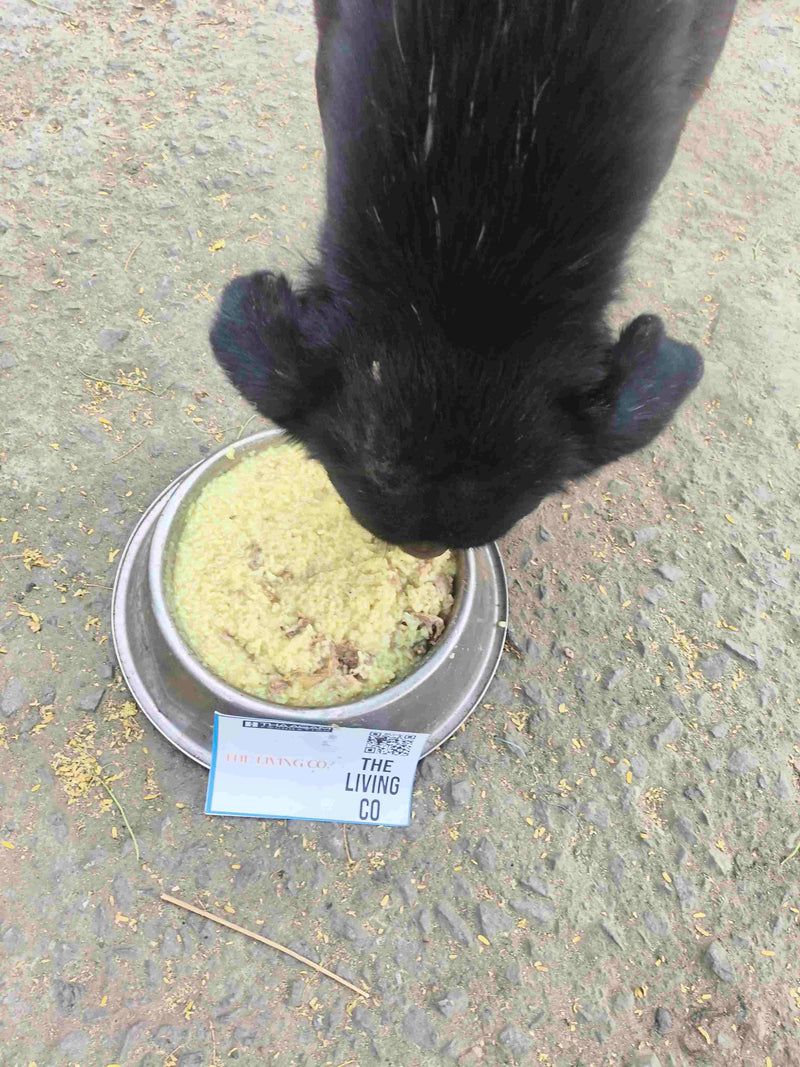 Stray Dog image 198